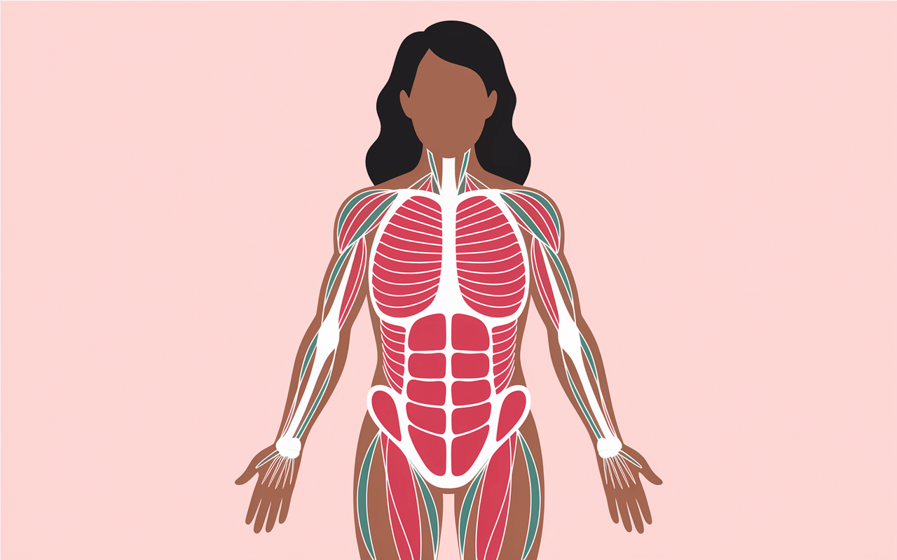 cellulite avant apres musculation evolution schema anatomique