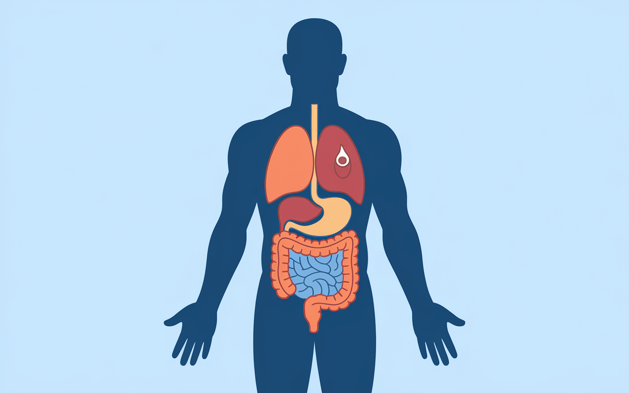 Comment perdre du ventre pour un homme rapidement schéma graisse abdominale