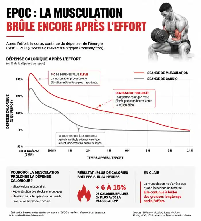 Infographie comparant la dépense calorique et l'effet EPOC entre musculation et cardio pour maigrir