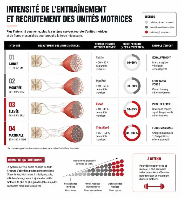 Infographie sur le recrutement des unités motrices et le développement de la force musculation