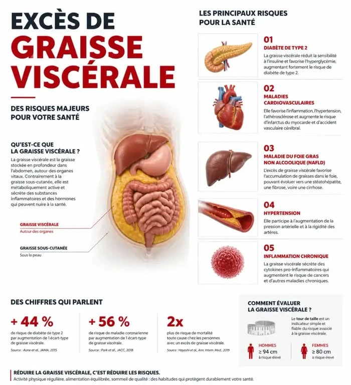 Infographie des risques santé liés à la graisse viscérale